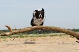 BORDER COLLIE 485